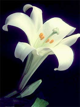 easter lily